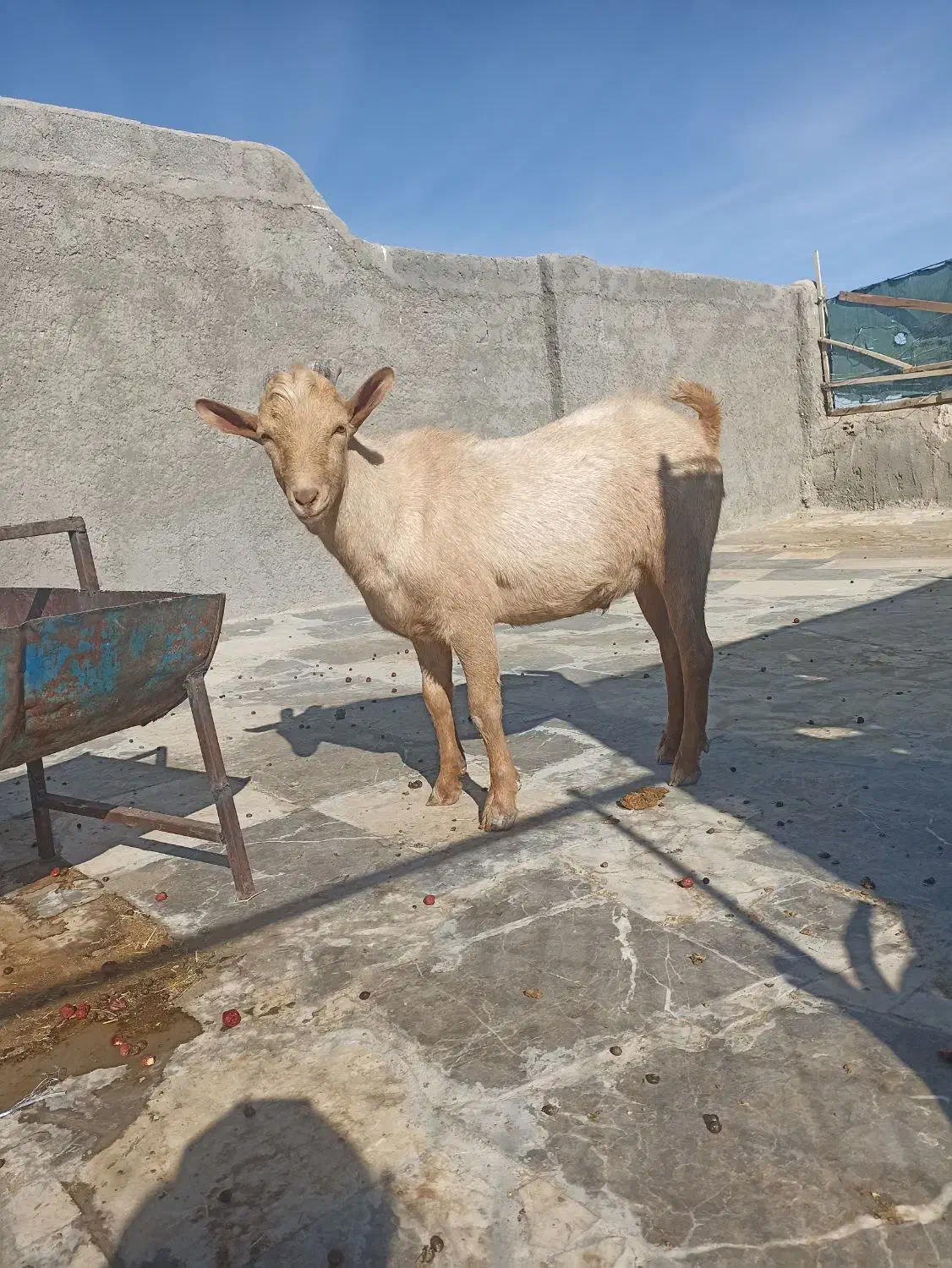 سانن|حیوانات مزرعه|درمیان, |دیوار