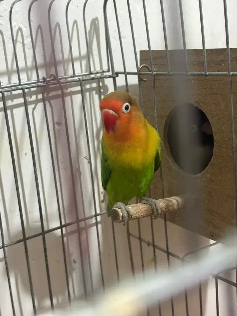 طوطی برزیلی جفت|پرنده|بومهن, |دیوار