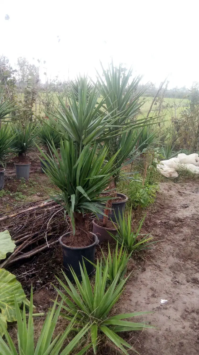 تعداد 13 عدد گل یوکا|گل و گیاه طبیعی|خمام, |دیوار