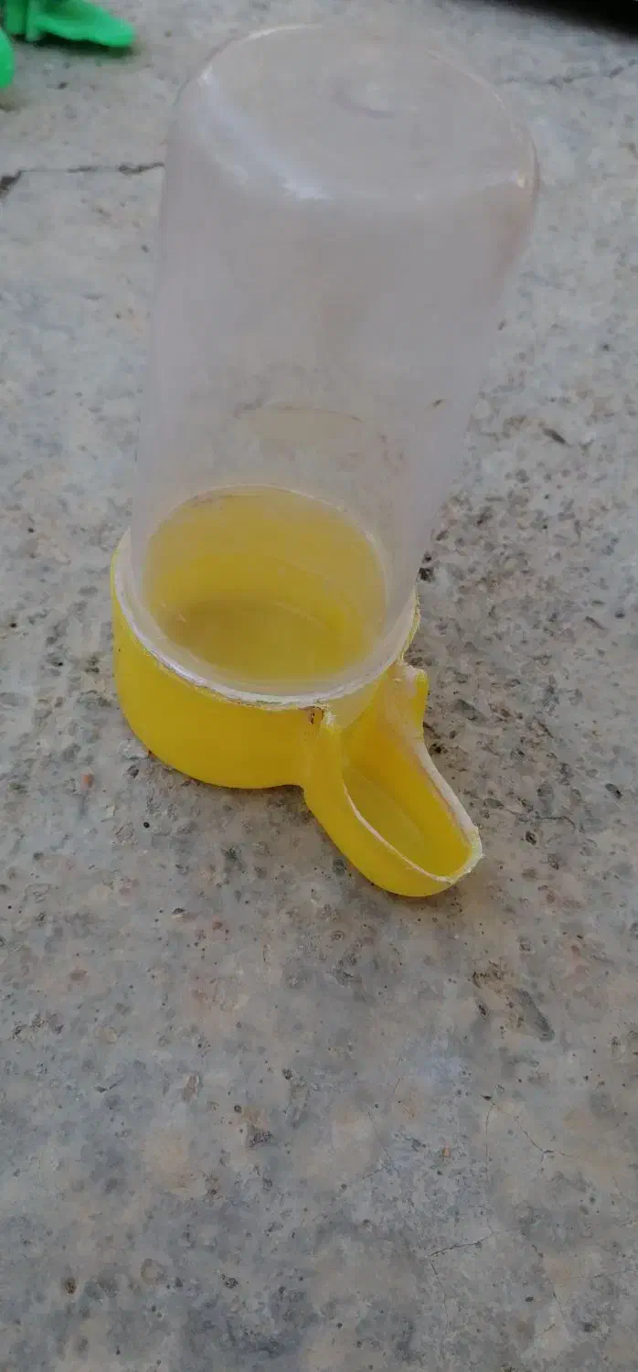 فقس و تمامی لوازم نگه داری طوطی سانان|لوازم جانبی حیوانات|فردوس (خراسان), |دیوار