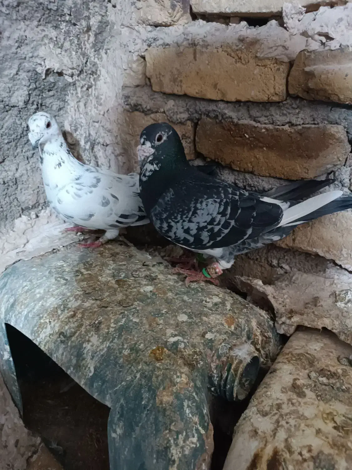 کفتر|لوازم سرویس بهداشتی|تربت‌حیدریه, پائین ولایت|دیوار