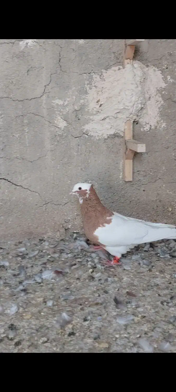 طوق زرد نر|پرنده|مرودشت, رودبال|دیوار