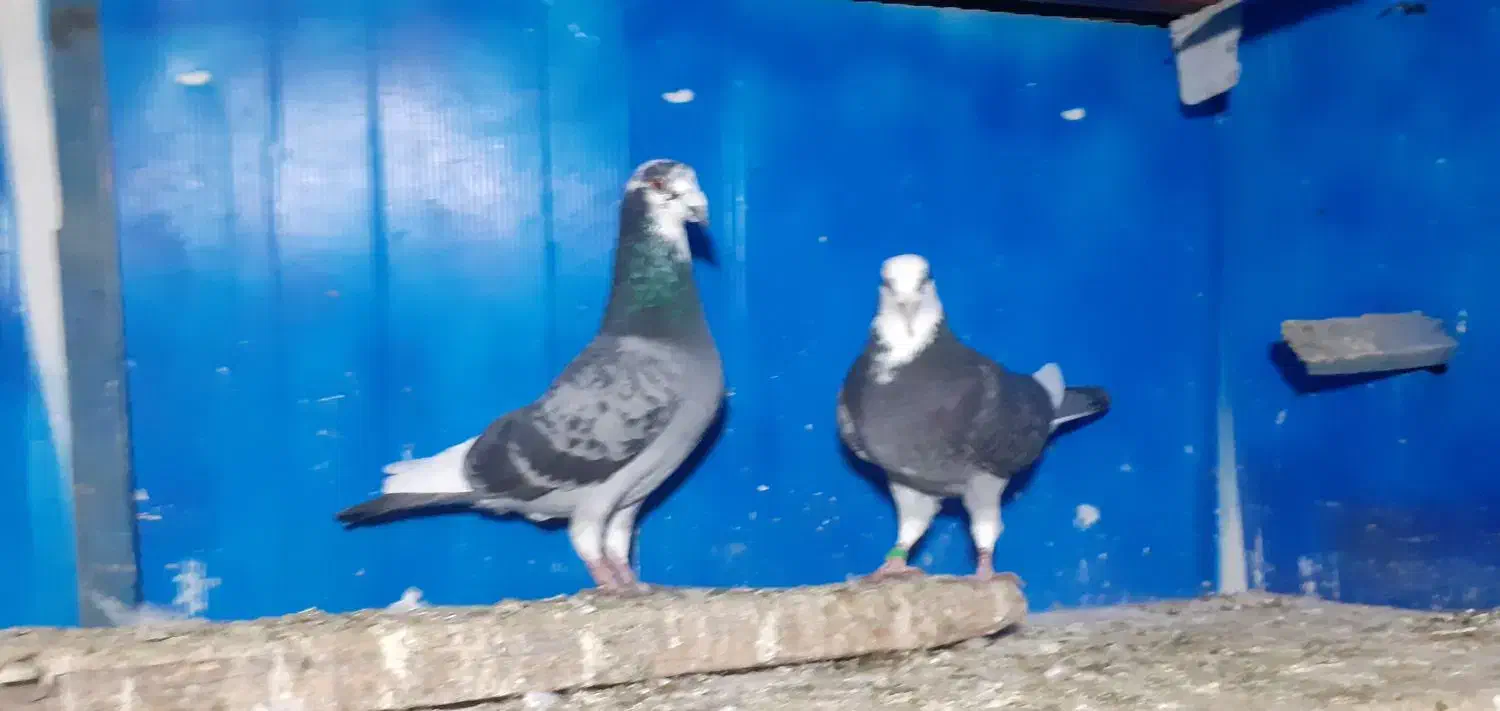 کفترابلغ المانی وزاغ ابادانی|پرنده|مینودشت, |دیوار