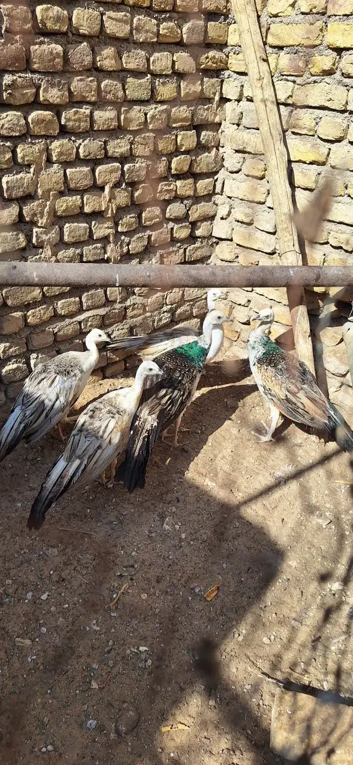 جوجه طاووس مصری|پرنده|تهران, والفجر (افسریه)|دیوار