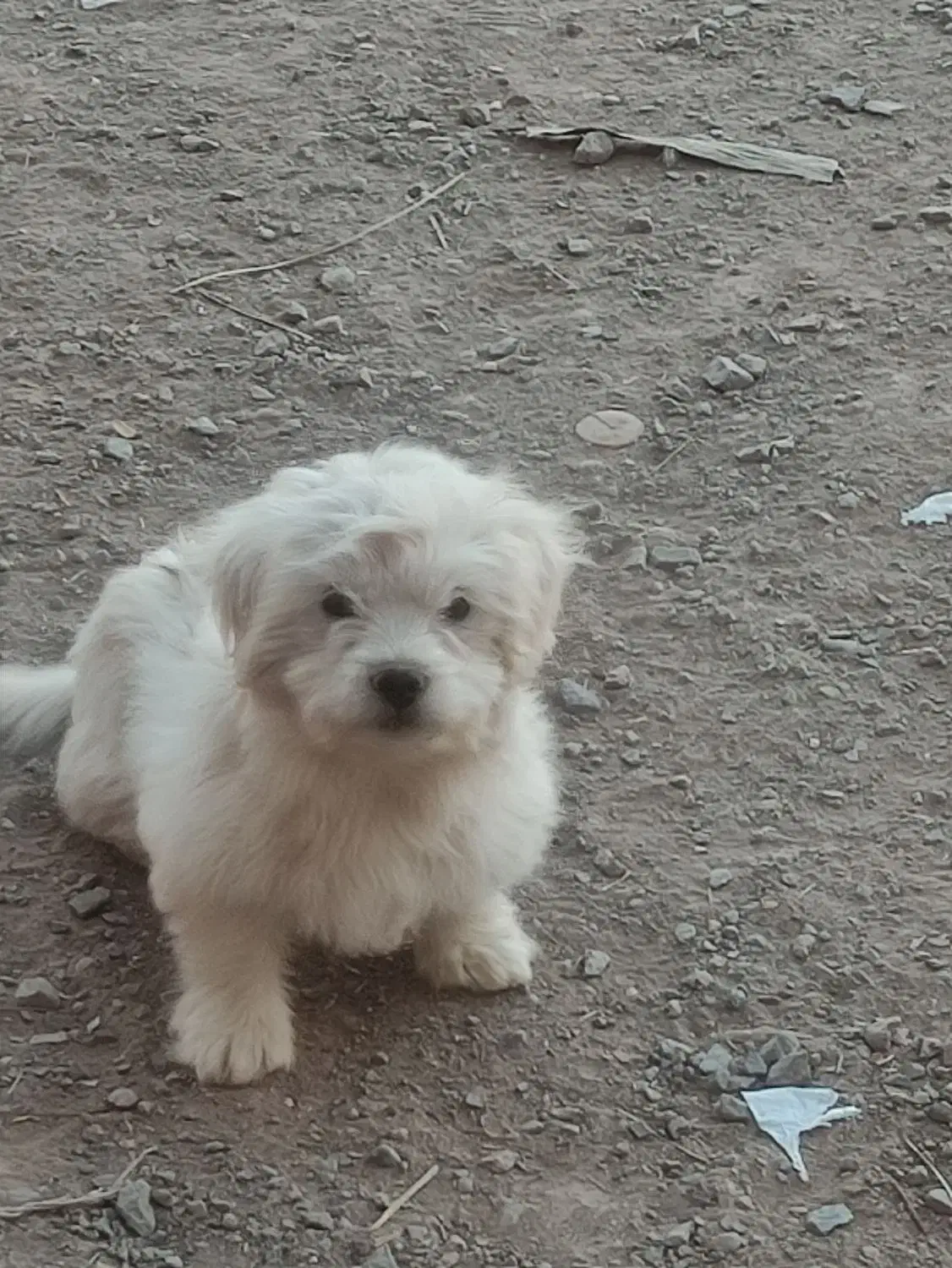 سگ .|سگ|رفسنجان, |دیوار