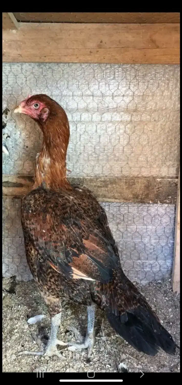 تخم مرغ لاری|حیوانات مزرعه|زاهدان, |دیوار