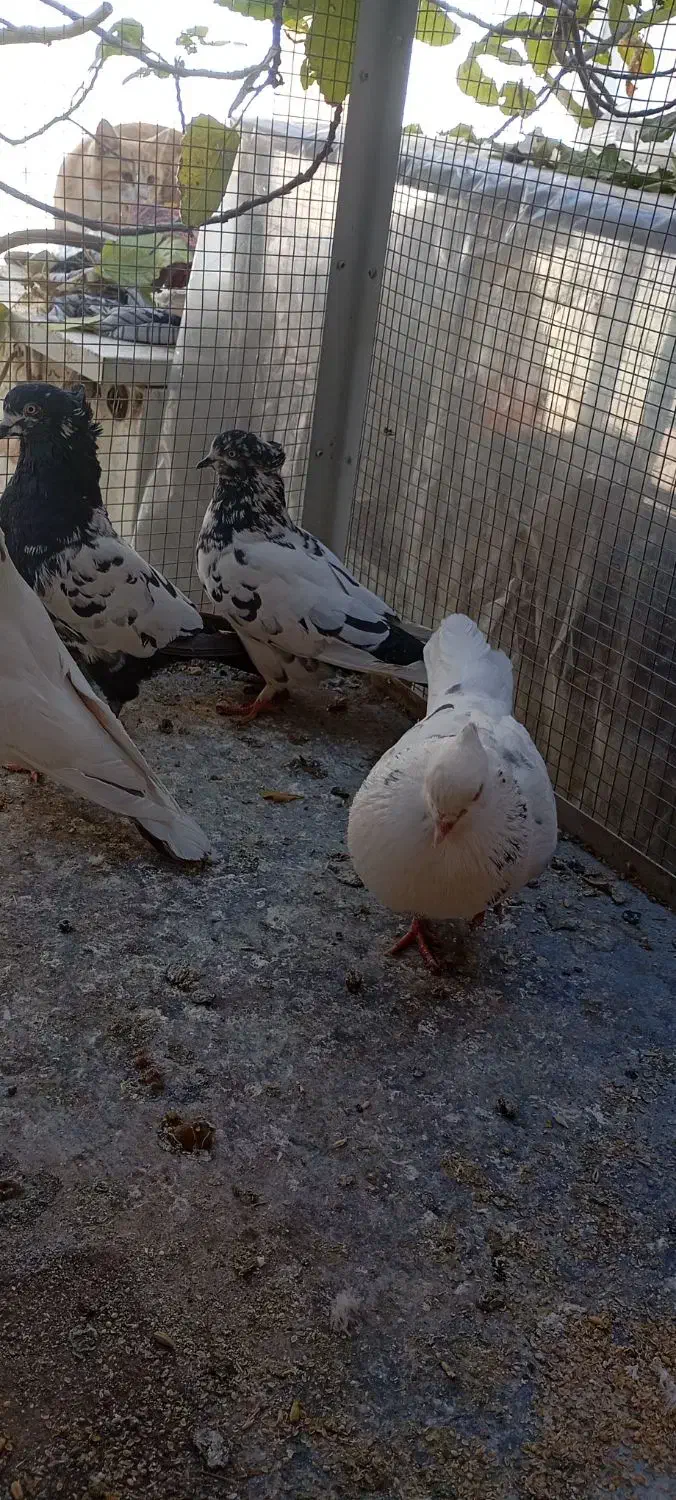 کفتر شازده،سینه دم سیاه|پرنده|نائین, |دیوار