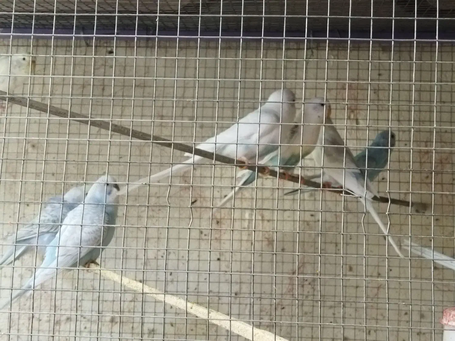 مرغ عشق|پرنده|کردیان, |دیوار