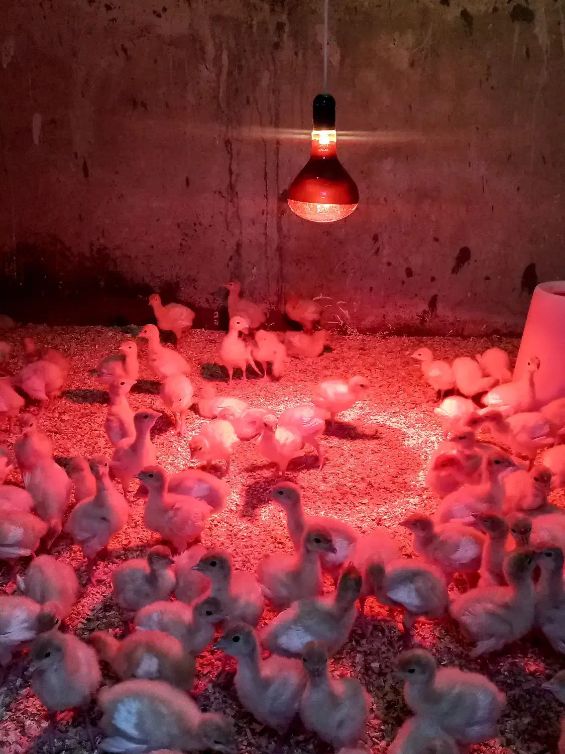 لامپ مادون قرمز/لامپ حرارتی/مادر مصنوعی|لامپ و چراغ|تهران, کن|دیوار