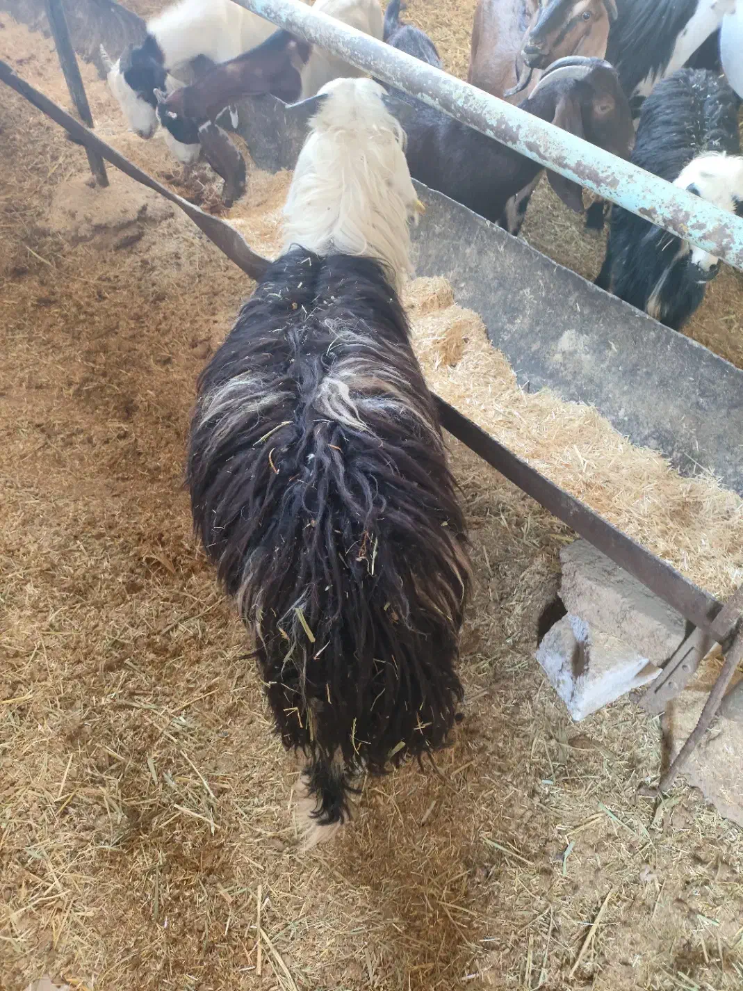 گوسفند عوسی و بز نر|حیوانات مزرعه|خرمشهر, |دیوار