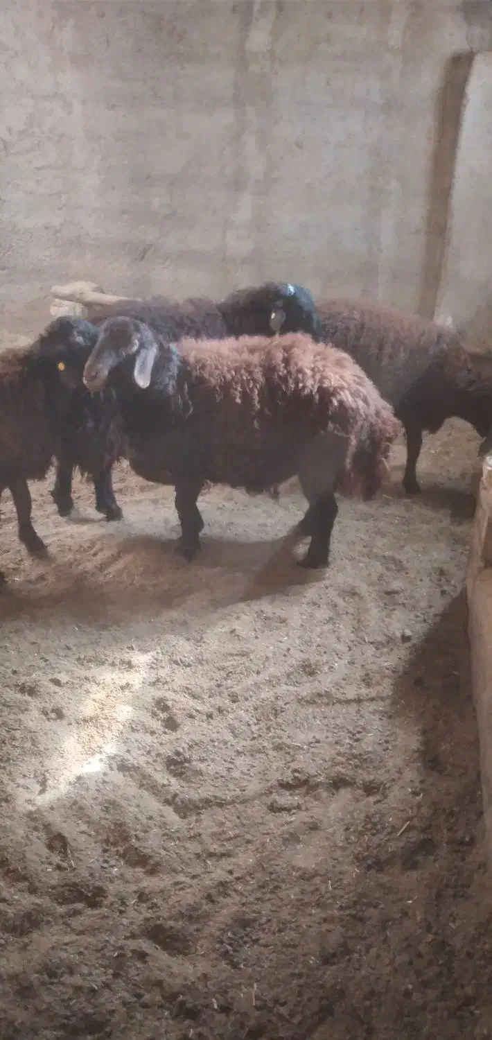 بره قوچ همو|حیوانات مزرعه|عسگران, |دیوار