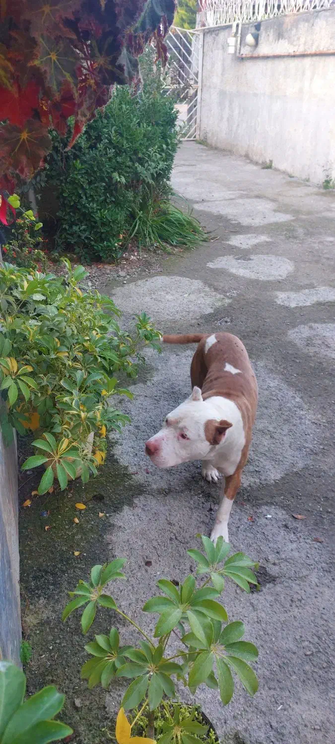 پیتبول اصیل|سگ|عباس‌آباد, |دیوار