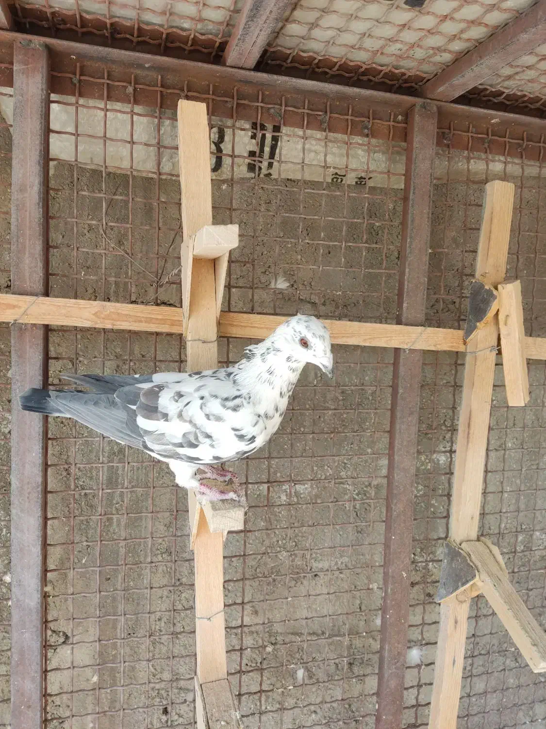 کفتر پلاکی فروشی|پرنده|مرودشت, ژیان|دیوار