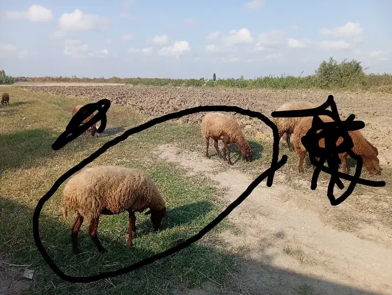 قوچ دوتا میش ابست|حیوانات مزرعه|آزادشهر, |دیوار