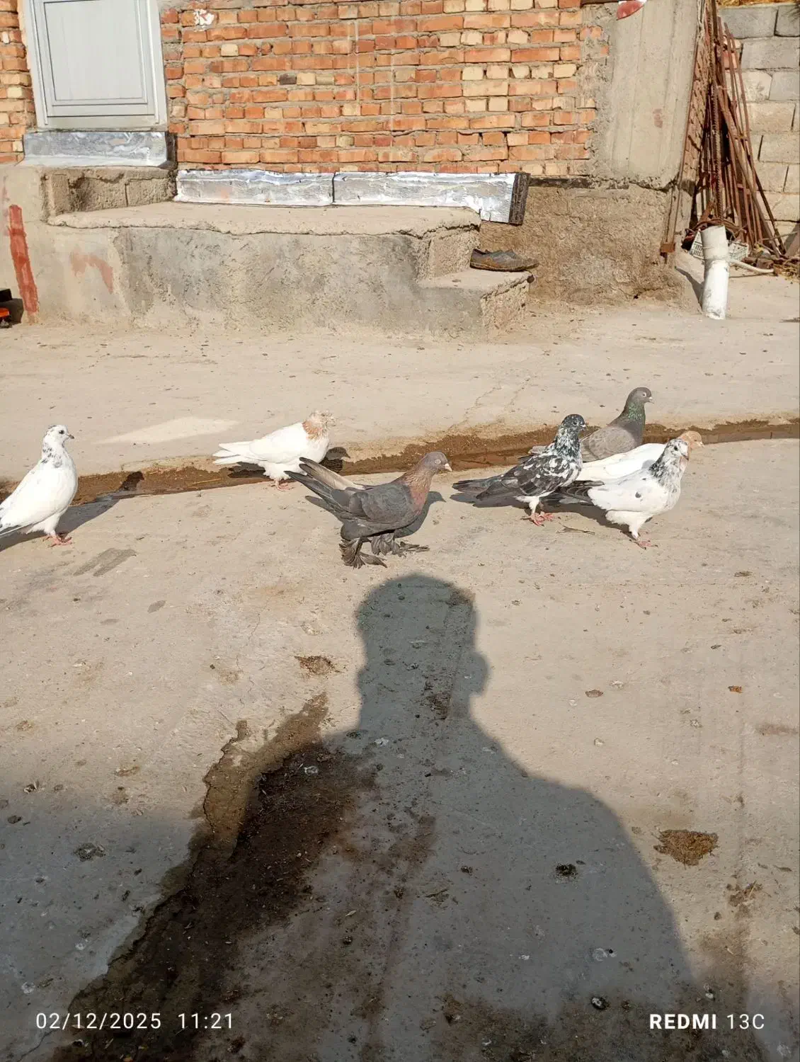 کبوتر|پرنده|ایلخچی, |دیوار