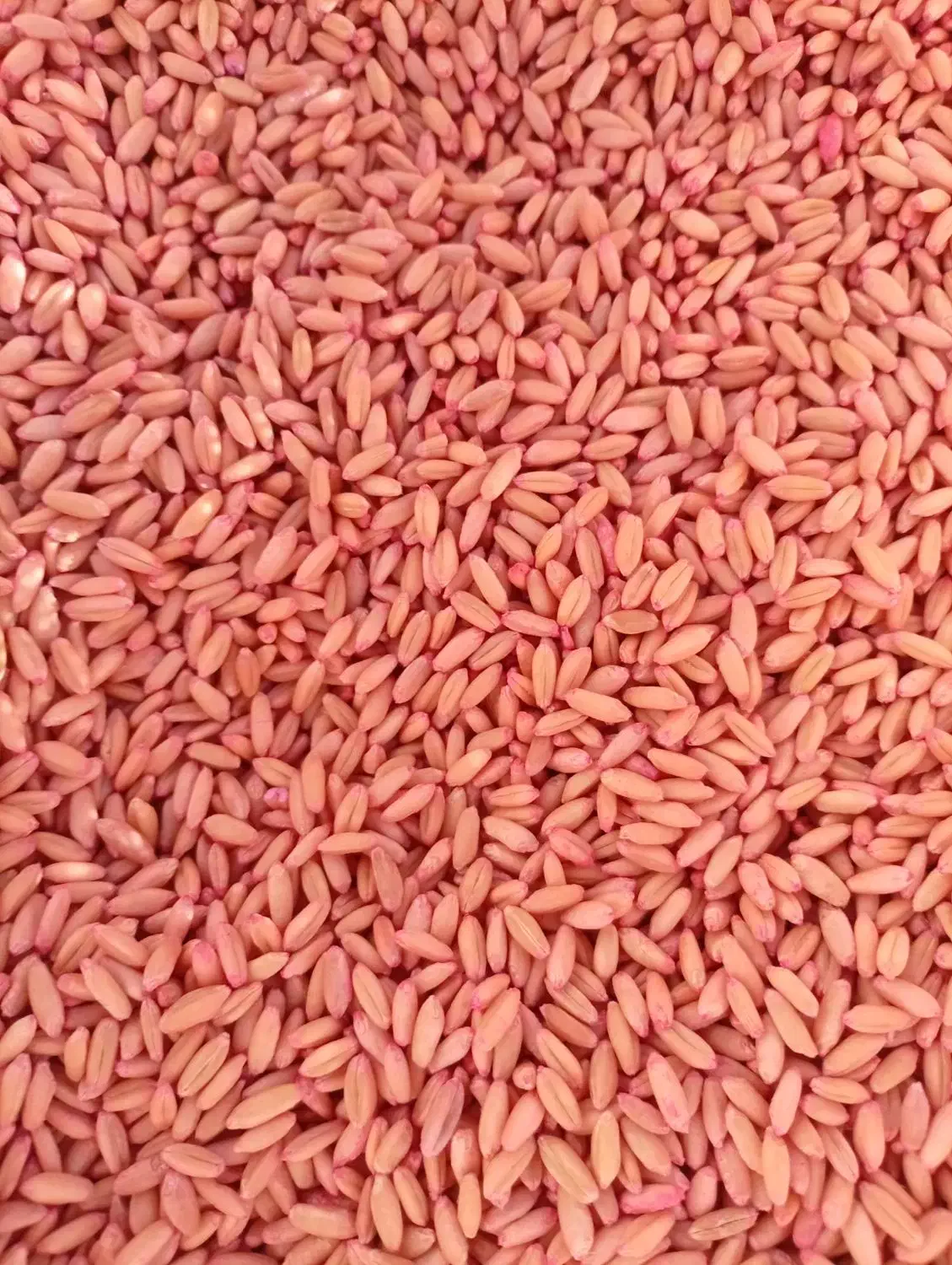 گندم دیم درجه یک|عمدهفروشی|الیگودرز, |دیوار