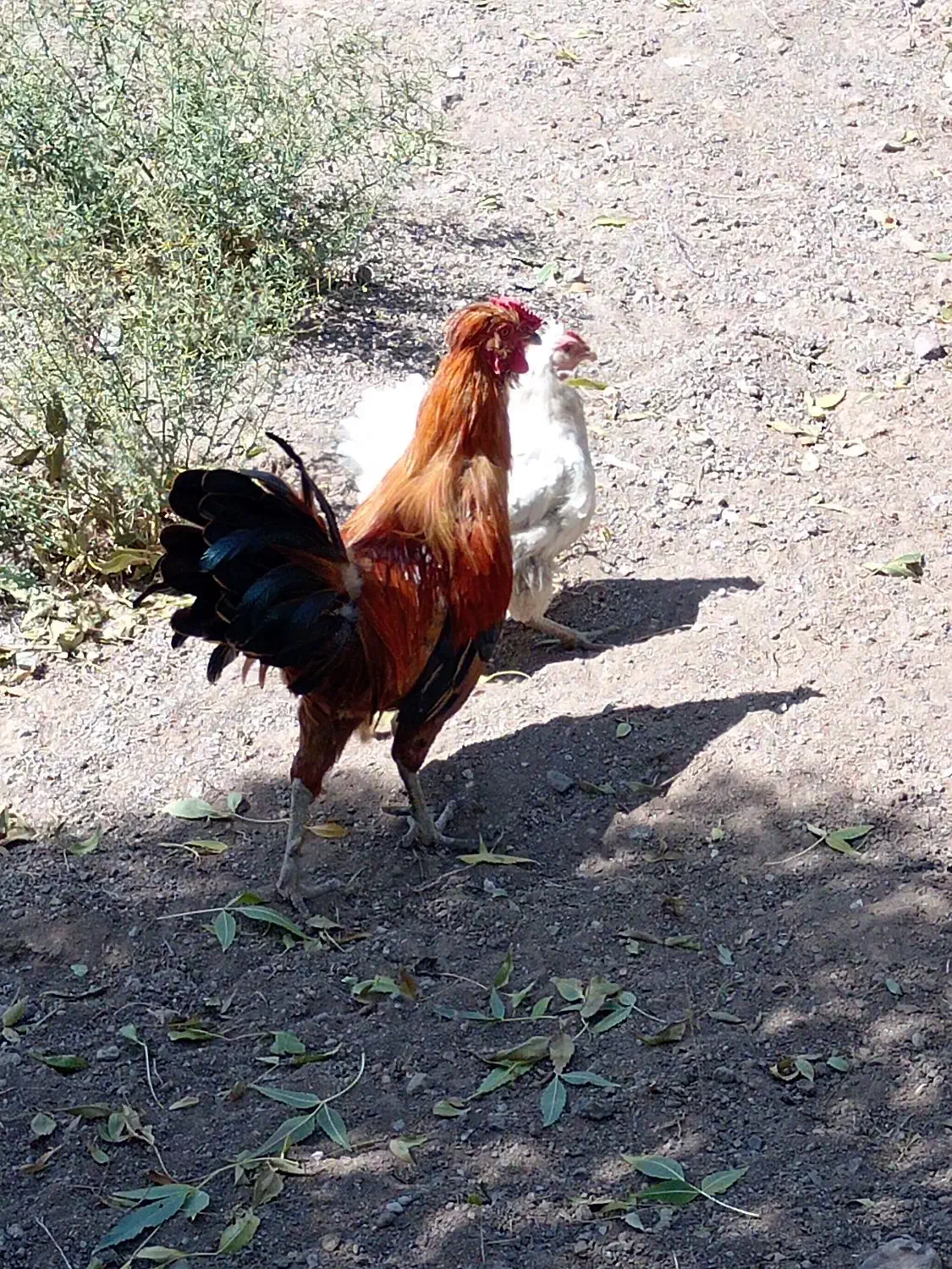 خروس گلین اصل|حیوانات مزرعه|کوثر, |دیوار