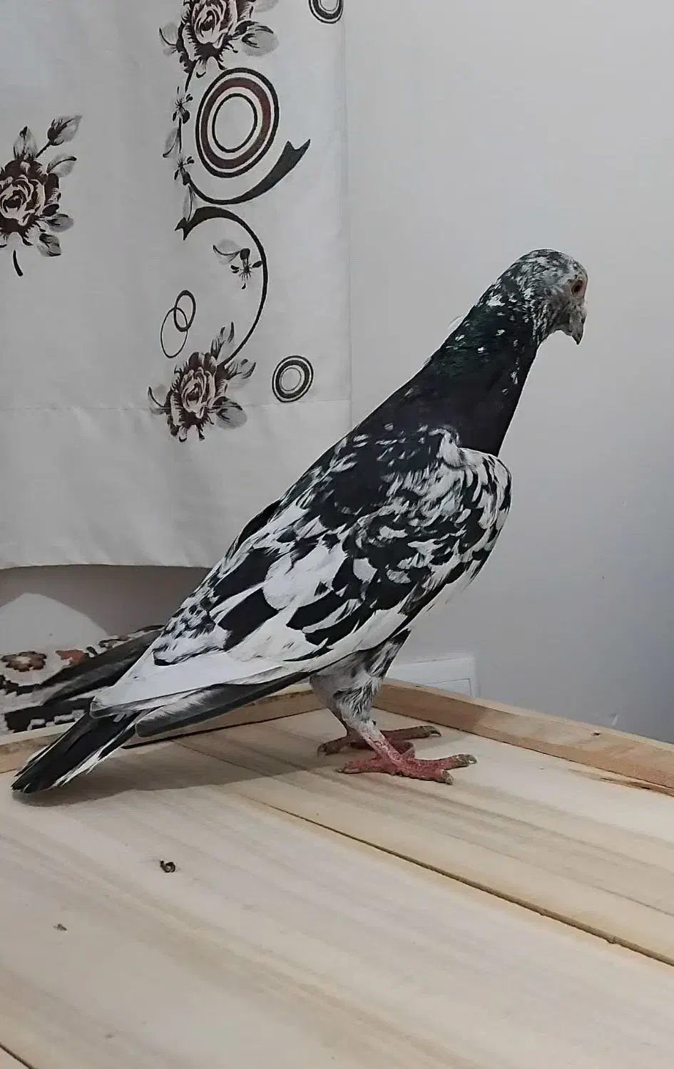 گرفتنی|پرنده|نیشابور, مازول|دیوار