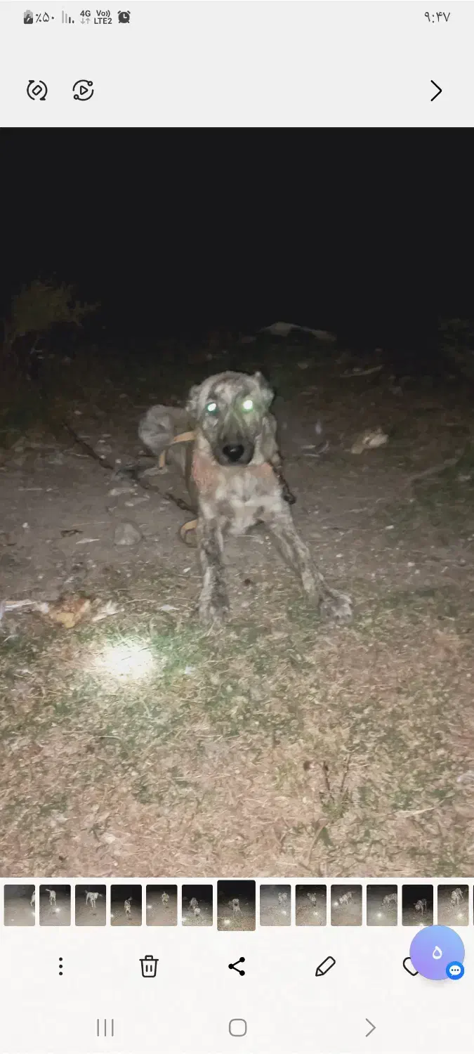 واگذاری طوله افغان م ع او ض ه بامرغ وخروس برهما|سگ|گرگان, |دیوار