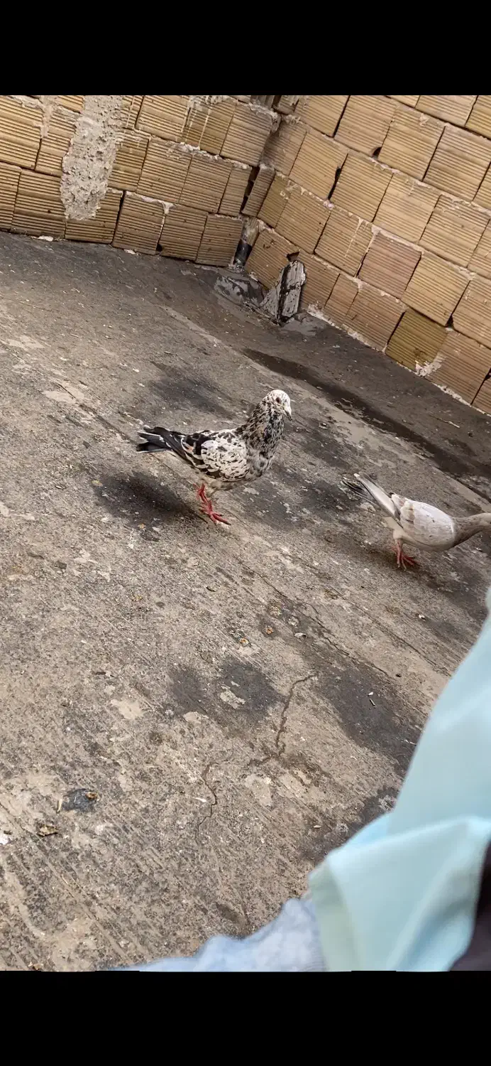 کبود هفترنگ|حیوانات|بشاریات, |دیوار