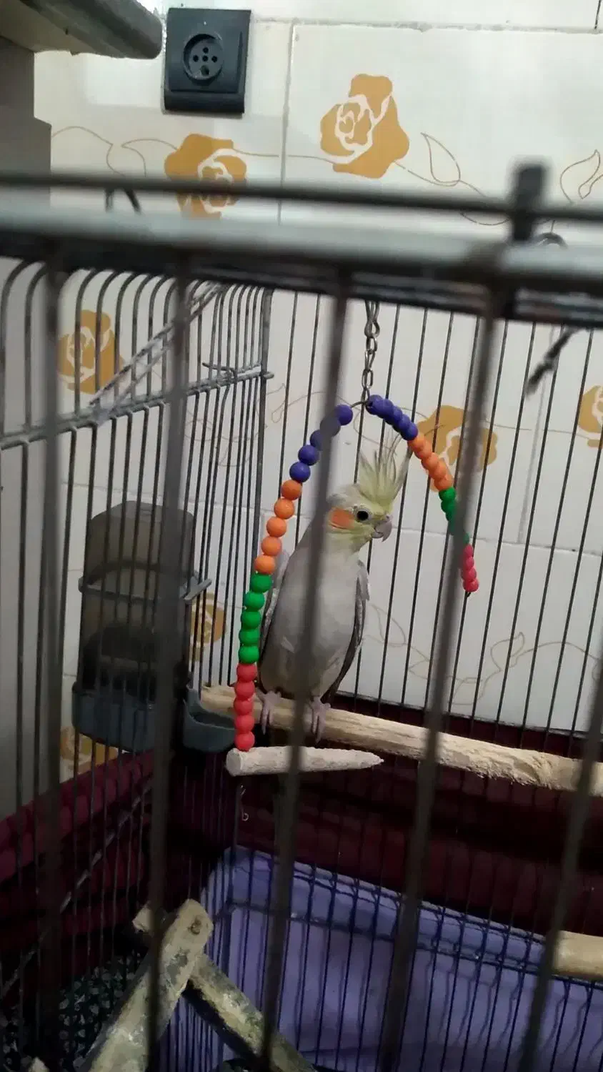 عروس هلندی|پرنده|سیاهکل, |دیوار