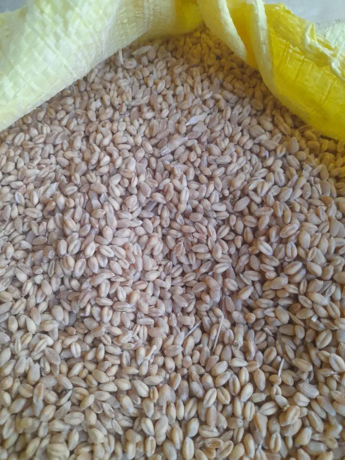 گندم آبی بالا دربند رقم سالار|عمده‌فروشی|هرسین, |دیوار