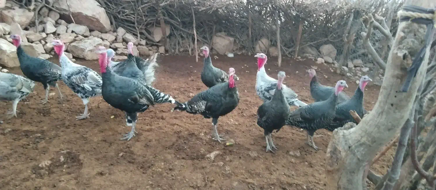 بوقلمون|پرنده|چگنی, |دیوار