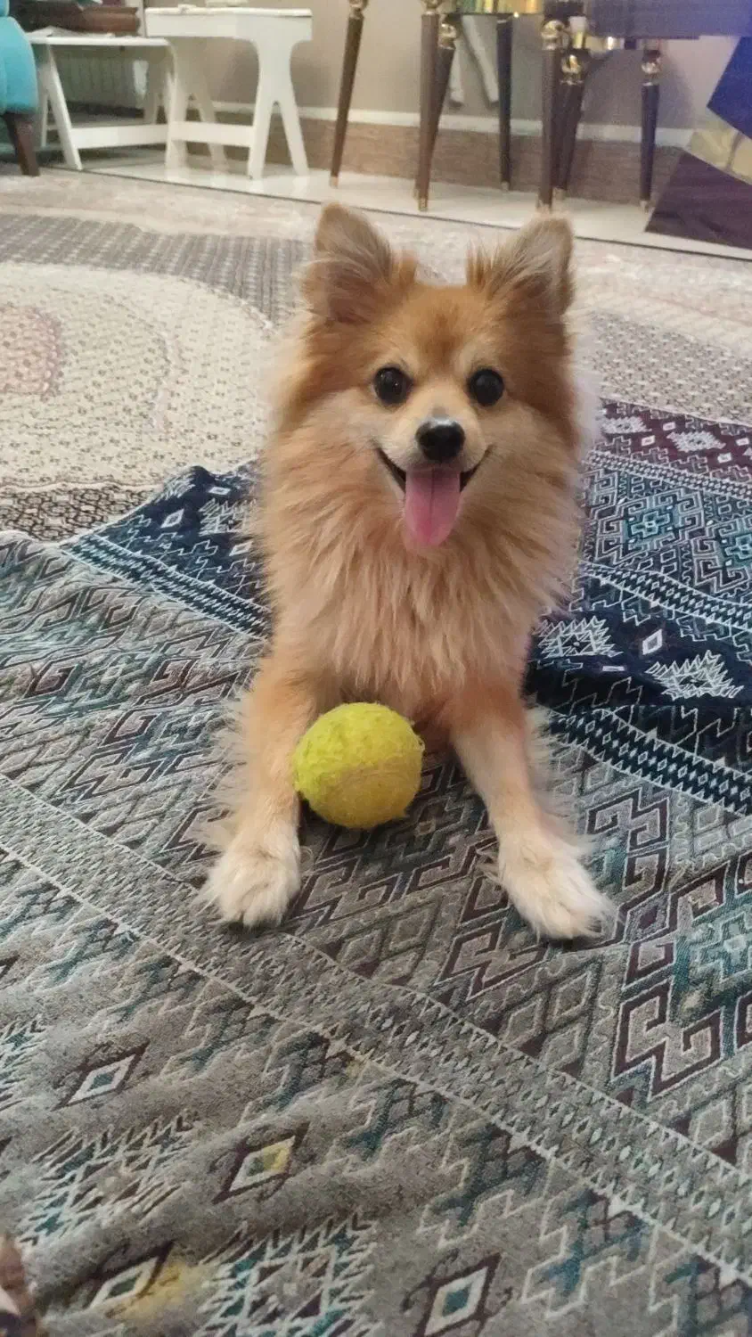 سگ گم شده|حیوانات|گرگان, |دیوار