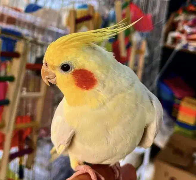 عروس هلندی|پرنده|صباشهر, |دیوار