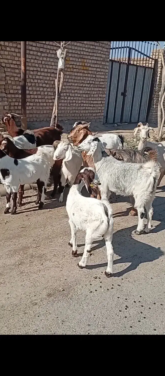 ده بز عالی|حیوانات مزرعه|بردسکن, |دیوار