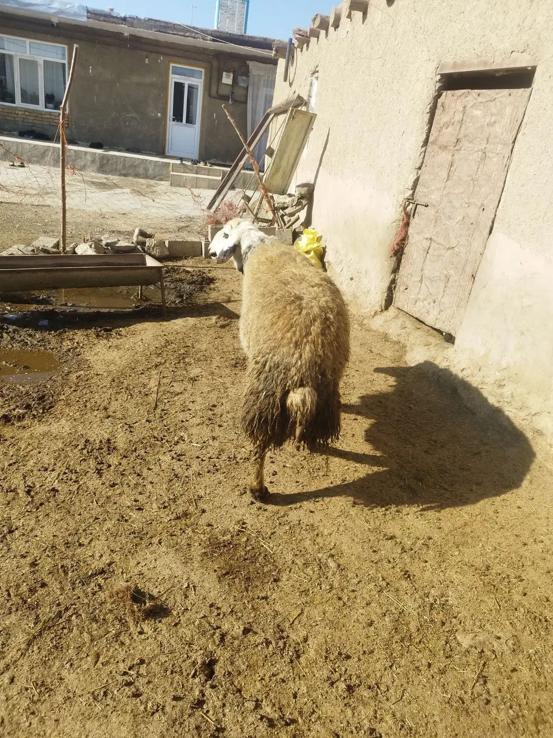 قوچ|حیوانات مزرعه|شراء, |دیوار