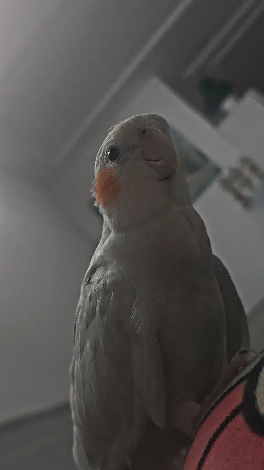 امام حسن ۹|حیوانات|قم, شهرک امام حسن|دیوار