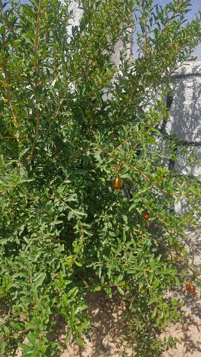 فروش فوری باغ|فروش خانه و ویلا|شاهینشهر, گزبرخوار|دیوار