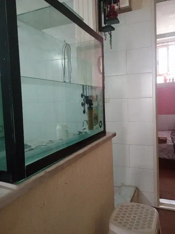 اکواریوم|ماهی|یزد, |دیوار