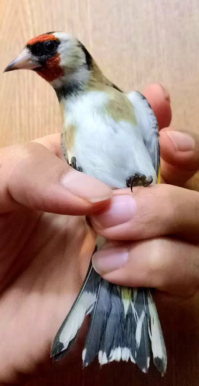 سهره عتیقه نشون دار چهارگل مست بخون شلاقی قناری|پرنده|مشهد, نوید|دیوار