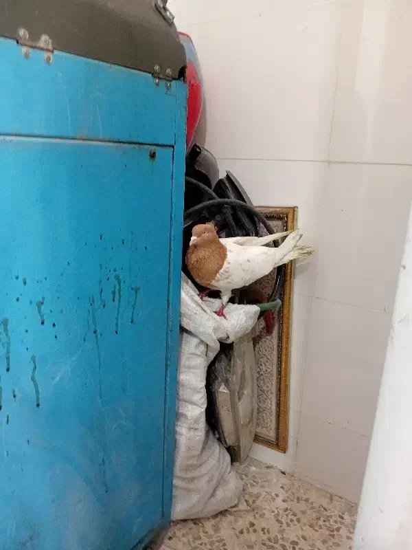 کبوتر|حیوانات|اندیمشک, |دیوار