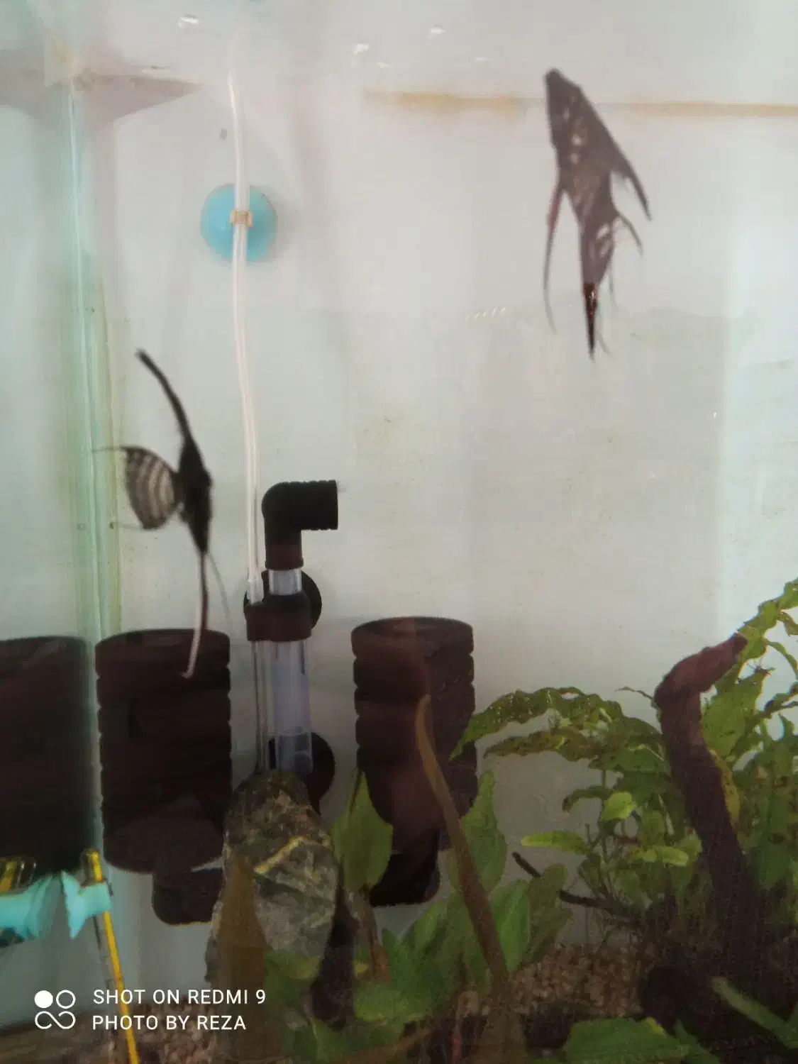 ماهی انجل|ماهی|نقده, |دیوار