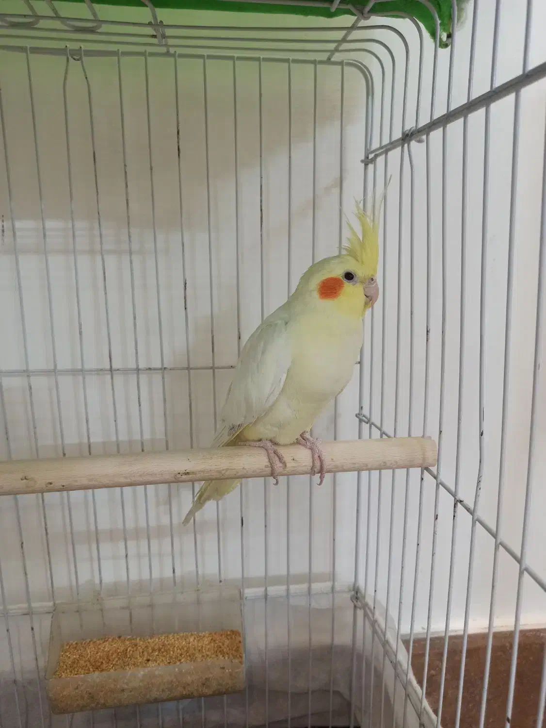 نر و بالغ|پرنده|تربت‌حیدریه, شهرک ولیعصر|دیوار