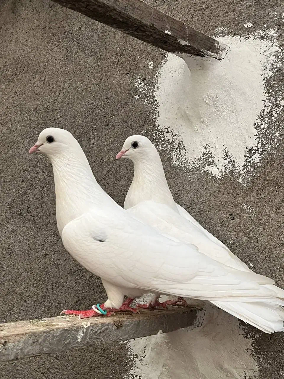 معاوضه یا فروش جفت کبوتر پرشی|پرنده|آمل, |دیوار