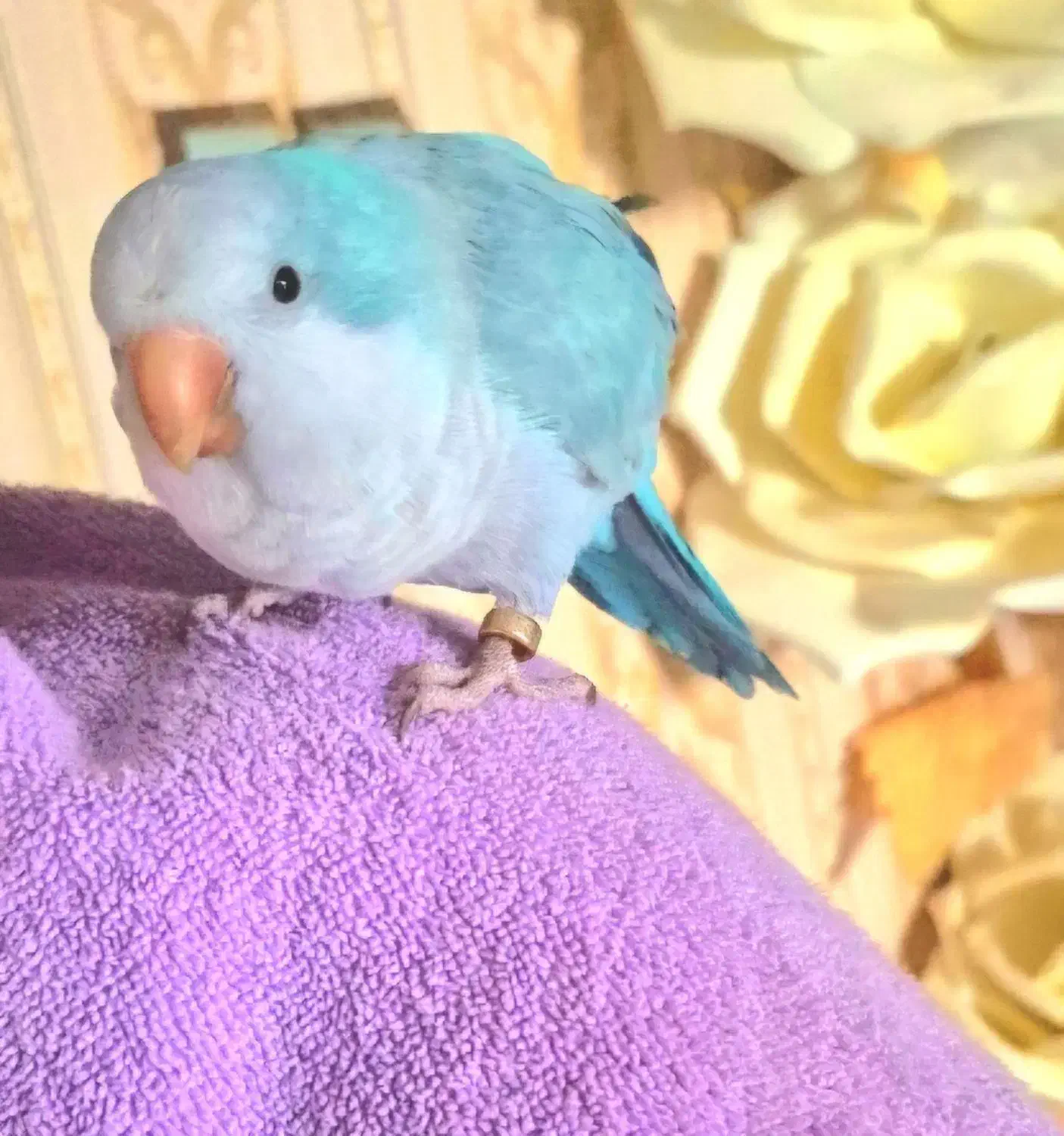 طوطی راهب ابی|پرنده|کرمانشاه, |دیوار