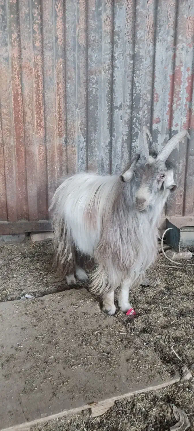 نر بز دوبور تکه شیرازی|حیوانات مزرعه|قم, قلعه صدری|دیوار