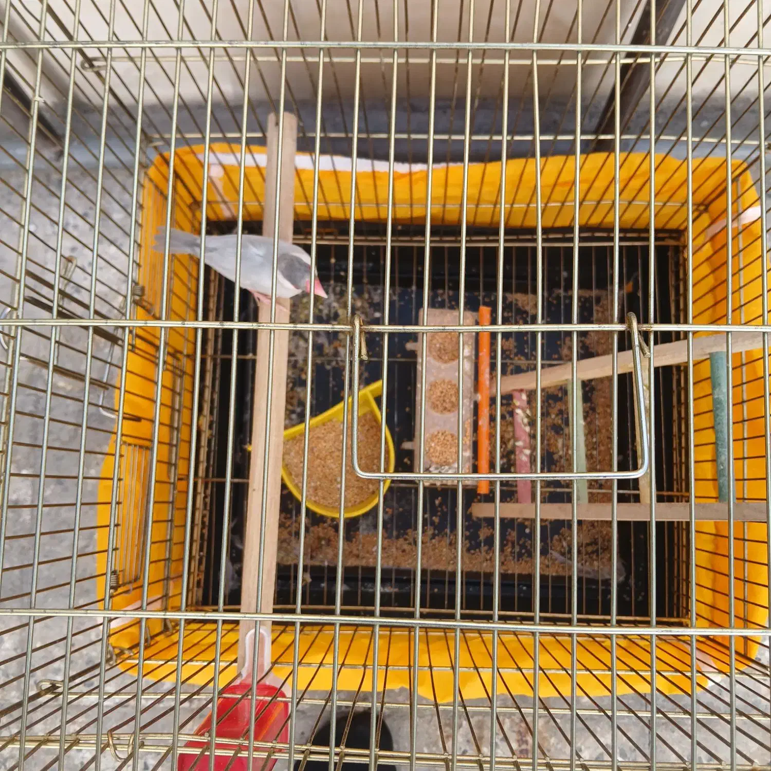 فنج|پرنده|اصفهان, همت‌آباد|دیوار