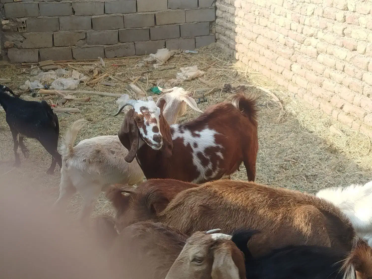 بز اوست|حیوانات مزرعه|فهرج, |دیوار