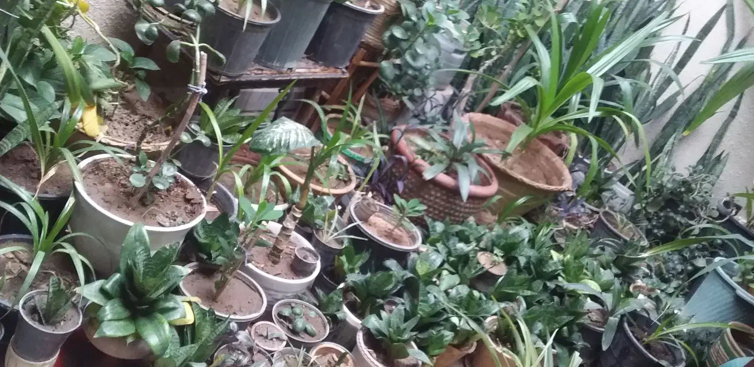 گل و گیاهگل|گل و گیاه طبیعی|یزد, |دیوار