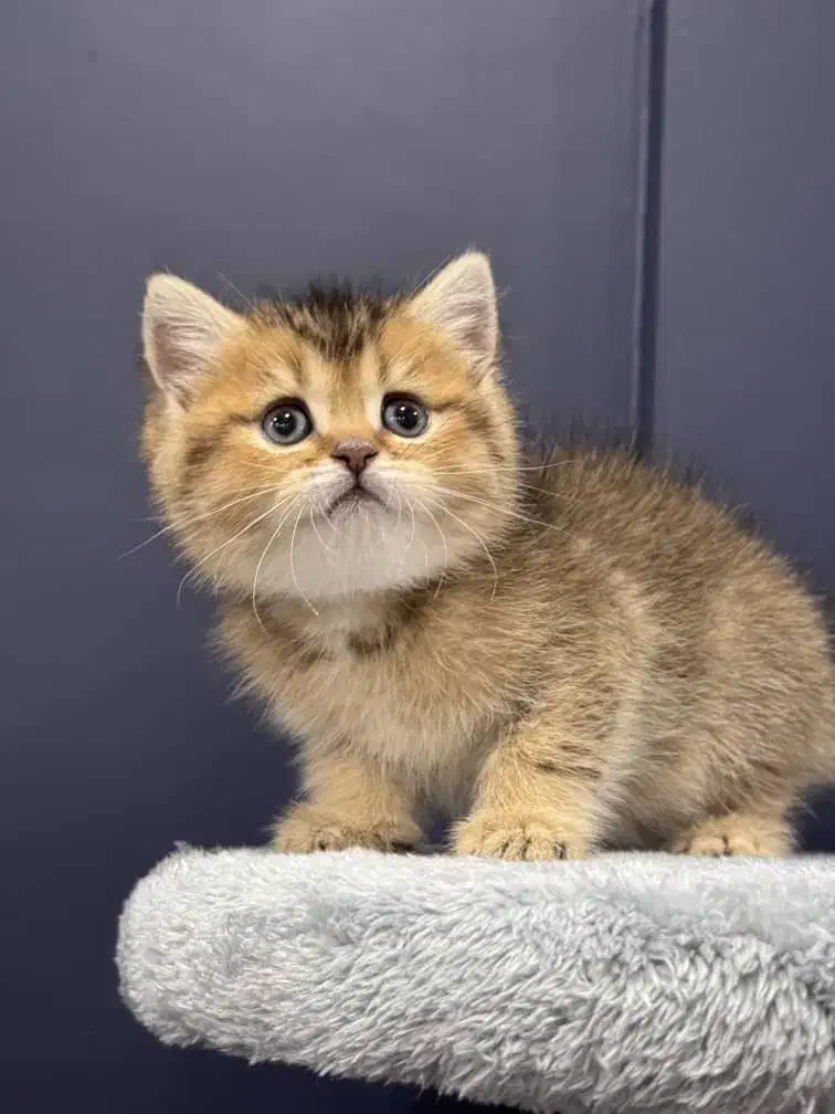 بچه گربه های دلربا مجموعه اصلی|گربه|بندرعباس, |دیوار