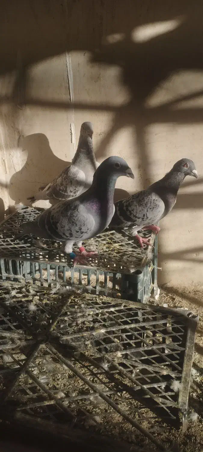 کفتر کبوتر مسافتی همون کیلومتری|پرنده|سراوان, |دیوار