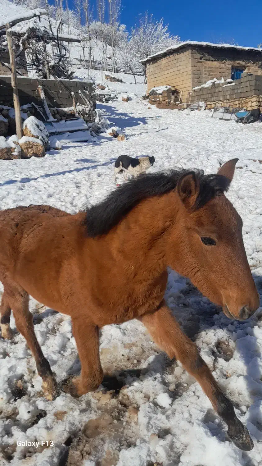 اسب|حیوانات مزرعه|صمصامی, |دیوار