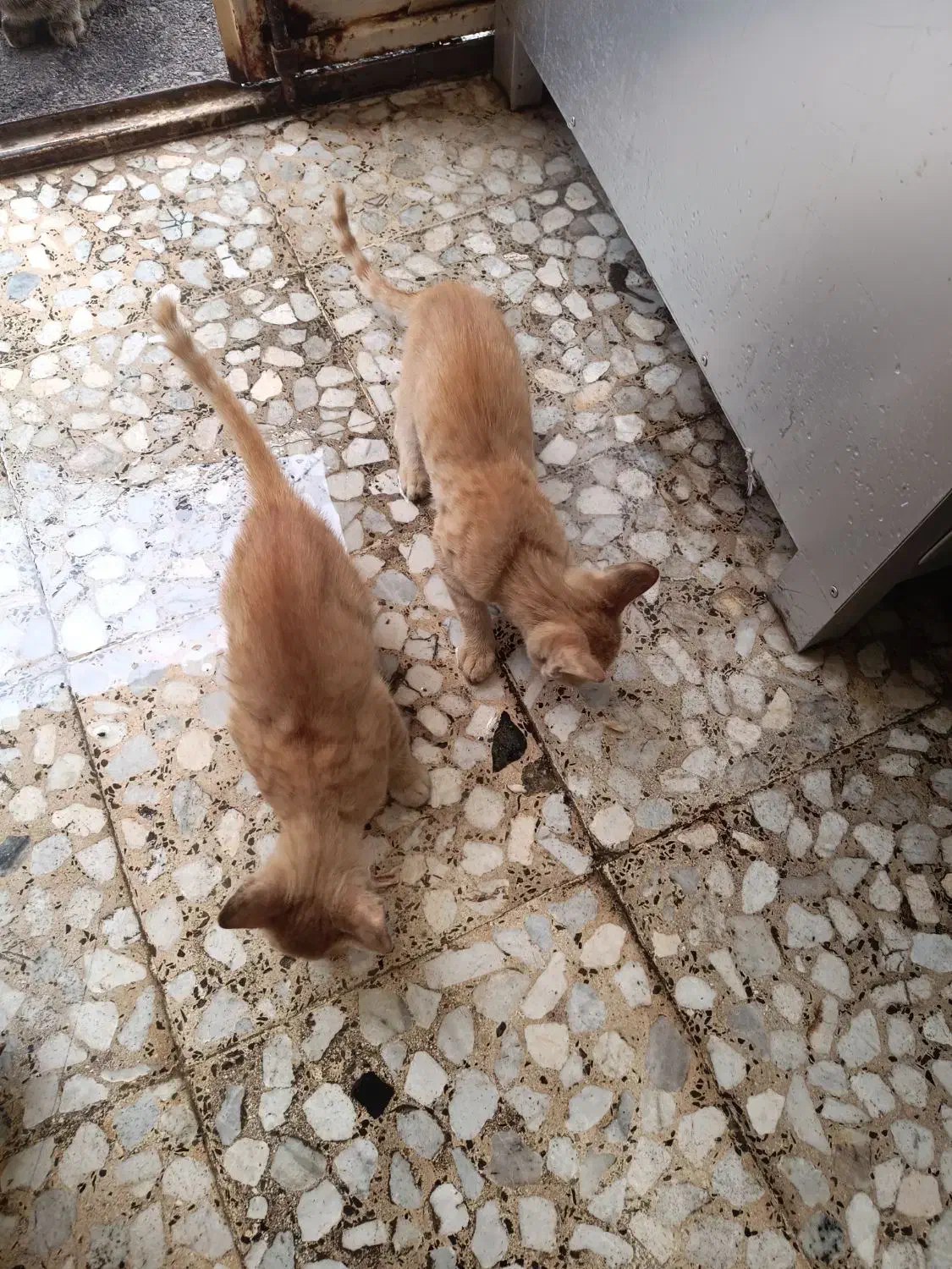 بچه گربه سه خواهر زیبا|گربه|رشت, حمیدیان|دیوار