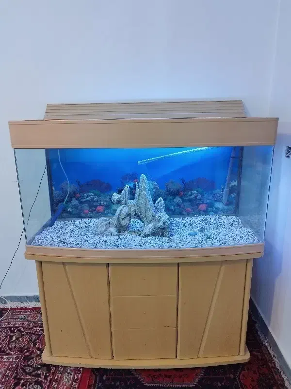 1عدد آکواریوم شیشه خم|ماهی|محمدشهر, محمدشهر|دیوار