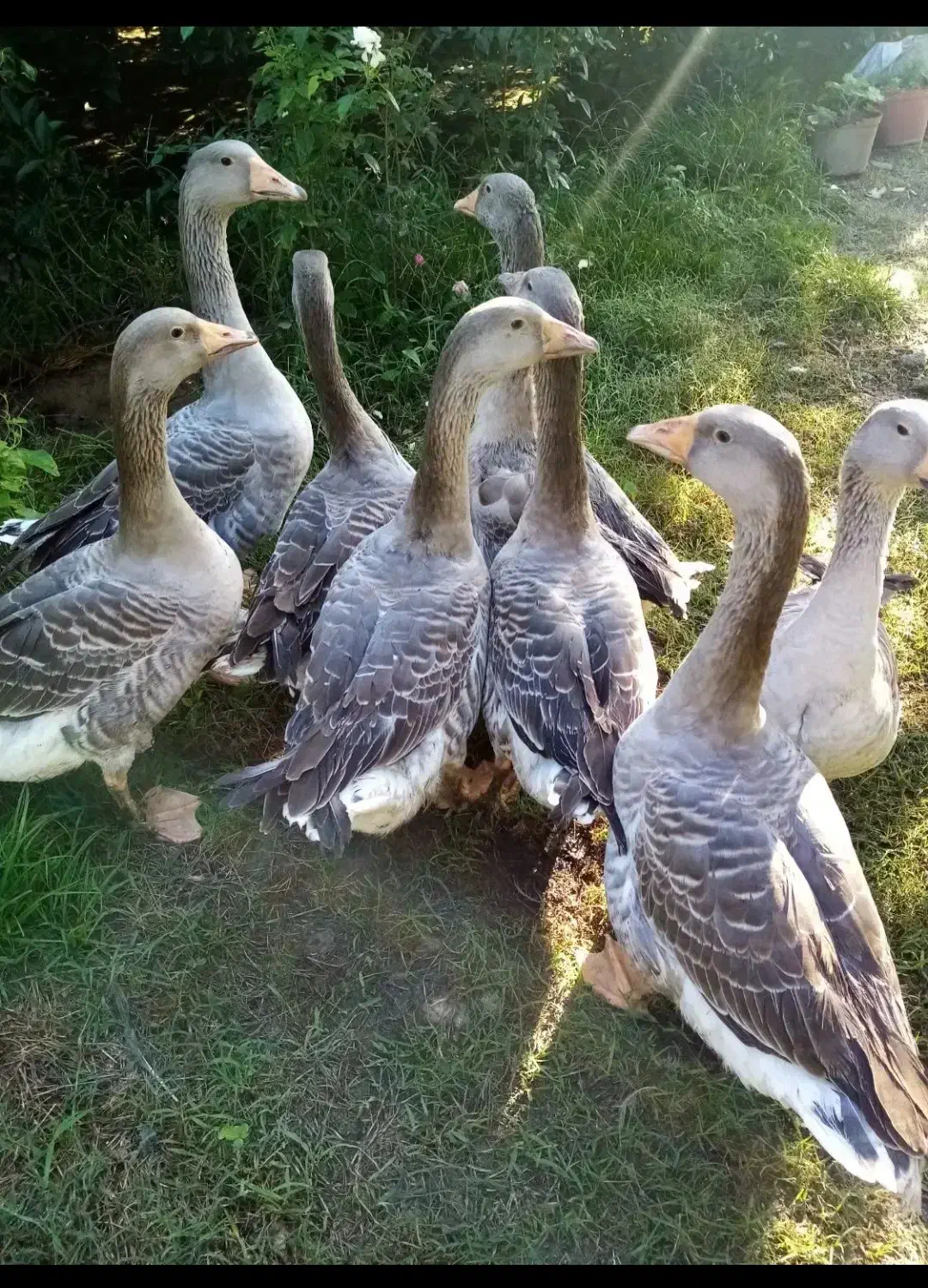 غاز محلی|حیوانات مزرعه|قائم‌شهر, |دیوار